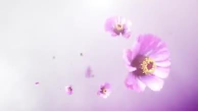 唯美粉色花朵感恩母亲节AE模板视频的预览图